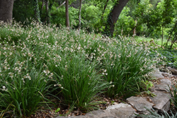 St. Bernard's Lily (Anthericum liliago) at Stonegate Gardens