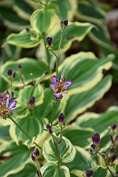 Samurai Toad Lily (Tricyrtis formosana 'Samurai') at A Very Successful Garden Center