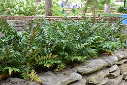 Rochfordianum Japanese Holly Fern (Cyrtomium falcatum 'Rochfordianum') at Lakeshore Garden Centres