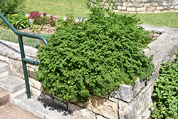 Parsley (Petroselinum crispum) at A Very Successful Garden Center
