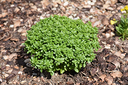 Boxwood Basil (Ocimum basilicum 'Boxwood') at A Very Successful Garden Center