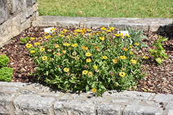 Pot Marigold (Calendula officinalis) at A Very Successful Garden Center