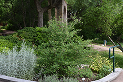 Sweet Almond Bush (Aloysia virgata) at A Very Successful Garden Center