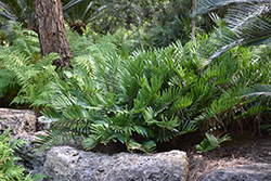 Coontie (Zamia integrifolia) at A Very Successful Garden Center