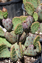 Violet Prickly Pear Cactus (Opuntia violacea) at A Very Successful Garden Center