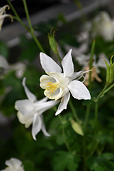 Swan White Columbine (Aquilegia 'Swan White') at A Very Successful Garden Center