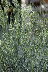 Cool As Ice Blue Fescue (Festuca glauca 'Cool As Ice') at Lakeshore Garden Centres