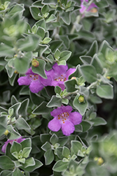 Compact Texas Sage (Leucophyllum frutescens 'Compacta') at A Very Successful Garden Center