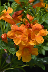 Orange Jubilee Esperanza (Tecoma stans 'Orange Jubilee') at A Very Successful Garden Center