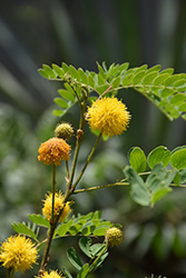Goldenball Leadtree (Leucaena retusa) at A Very Successful Garden Center