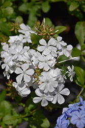 White Cape Plumbago (Plumbago auriculata 'Monite') at A Very Successful Garden Center