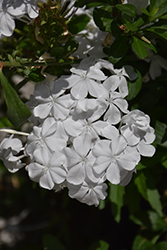 White Cape Plumbago (Plumbago auriculata 'Monite') at A Very Successful Garden Center