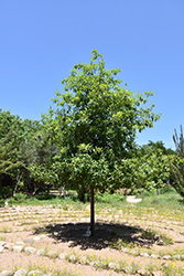 Monterrey Oak (Quercus polymorpha) at A Very Successful Garden Center