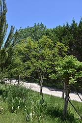 Goldenball Leadtree (Leucaena retusa) at A Very Successful Garden Center