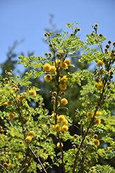 Goldenball Leadtree (Leucaena retusa) at Stonegate Gardens