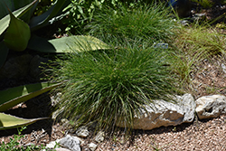Texas Sedge (Carex texensis) at Stonegate Gardens