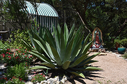 Giant Agave (Agave salmiana) at A Very Successful Garden Center