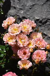 Peach Drift Rose (Rosa 'Meiggili') at Lakeshore Garden Centres