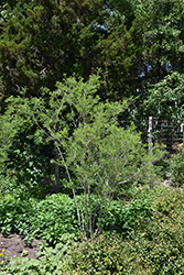 Texas Kidneywood (Eysenhardtia texana) at A Very Successful Garden Center