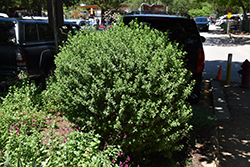 Green Cloud Texas Sage (Leucophyllum frutescens 'Green Cloud') at A Very Successful Garden Center