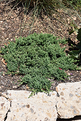 Green Mound Dwarf Japanese Juniper (Juniperus procumbens 'Green Mound') at Lakeshore Garden Centres