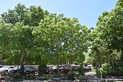 Arroyo Sweetwood (Myrospermum sousanum) at A Very Successful Garden Center