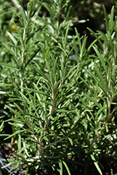 Hill Hardy Rosemary (Rosmarinus officinalis 'Hill Hardy') at A Very Successful Garden Center