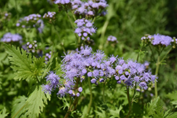 Gregg's Blue Mistflower (Conoclinium greggii) at A Very Successful Garden Center