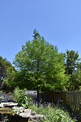 Montezuma Cypress (Taxodium mucronatum) at A Very Successful Garden Center
