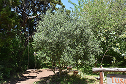 Arbequina European Olive (Olea europaea 'Arbequina') at Lakeshore Garden Centres