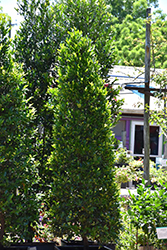 Compact Cherry Laurel (Prunus caroliniana 'Compacta') at A Very Successful Garden Center