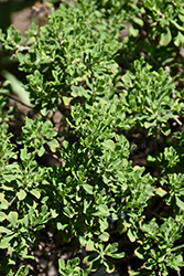 Rio Bravo Texas Sage (Leucophyllum langmaniae 'Rio Bravo') at A Very Successful Garden Center