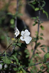 Little-leaf Cordia (Cordia parvifolia) at A Very Successful Garden Center