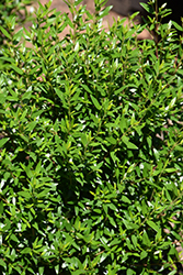 Dwarf Sweet Myrtle (Myrtus communis 'Microphylla') at A Very Successful Garden Center