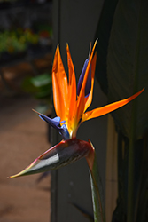 Orange Bird Of Paradise (Strelitzia reginae) at Lakeshore Garden Centres