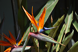 Orange Bird Of Paradise (Strelitzia reginae) at A Very Successful Garden Center