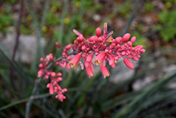 Red Yucca (Hesperaloe parviflora) at A Very Successful Garden Center