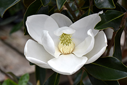 Majestic Beauty Magnolia (Magnolia grandiflora 'Monlia') at Lakeshore Garden Centres