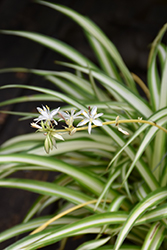 Spider Plant (Chlorophytum comosum) at A Very Successful Garden Center