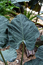 Mythic Regal Shields Elephant Ears (Alocasia 'Regal Shields') at A Very Successful Garden Center