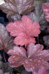 Carnival Candy Apple Coral Bells (Heuchera 'Candy Apple') at Lakeshore Garden Centres