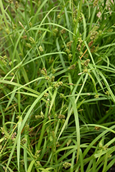 Creek Sedge (Carex amphibola) at Stonegate Gardens