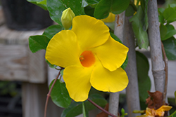 Yellow Mandevilla (Mandevilla 'Yellow') at A Very Successful Garden Center