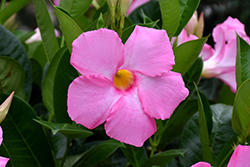 Pink Mandevilla (Mandevilla 'Pink') at A Very Successful Garden Center