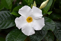 White Mandevilla (Mandevilla 'White') at A Very Successful Garden Center