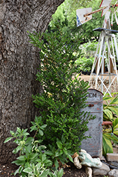 Green Tower Boxwood (Buxus sempervirens 'Monrue') at A Very Successful Garden Center