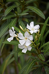 White Oleander (Nerium oleander 'Alba') at A Very Successful Garden Center