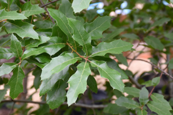 Canby Oak (Quercus canbyi) at A Very Successful Garden Center