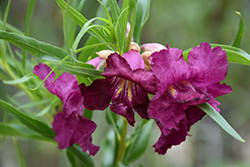 Burgundy Lace Desert Willow (Chilopsis linearis 'Burgundy Lace') at A Very Successful Garden Center