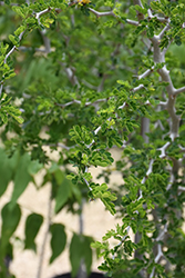Texas Ebony (Pithecellobium flexicaule) at A Very Successful Garden Center